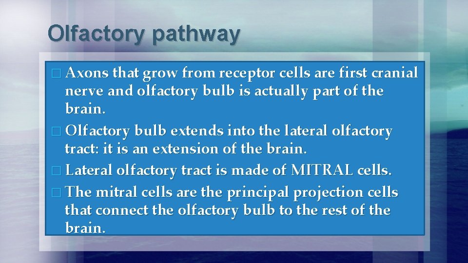 Olfactory pathway � Axons that grow from receptor cells are first cranial nerve and