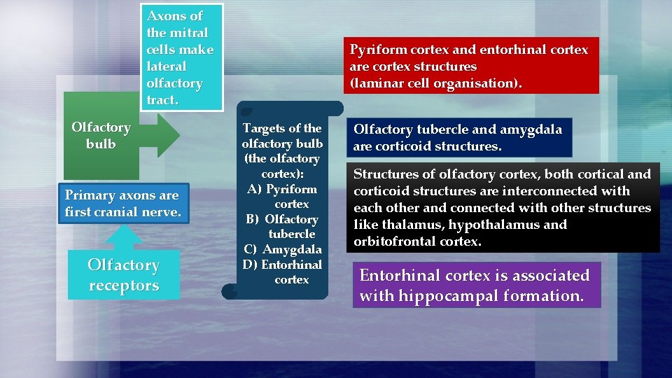 Axons of the mitral cells make lateral olfactory tract. Olfactory bulb Primary axons are