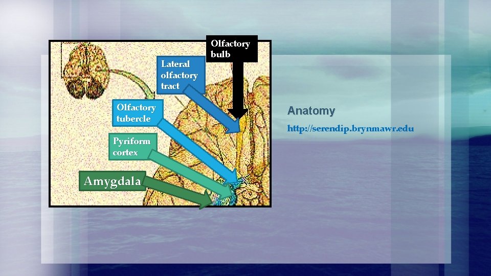 Lateral olfactory tract Olfactory tubercle Pyriform cortex Amygdala Olfactory bulb Anatomy http: //serendip. brynmawr.