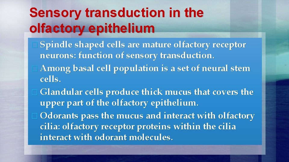 Sensory transduction in the olfactory epithelium � Spindle shaped cells are mature olfactory receptor