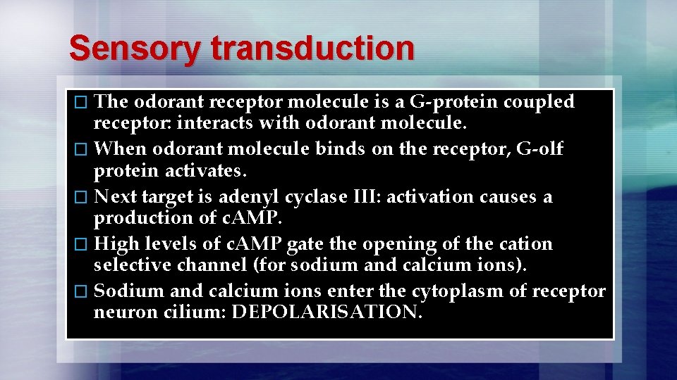 Sensory transduction � The odorant receptor molecule is a G-protein coupled receptor: interacts with