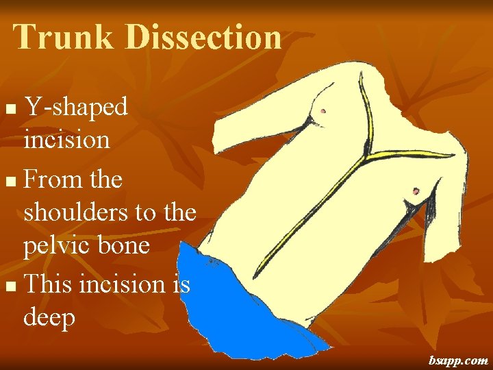 Trunk Dissection Y-shaped incision n From the shoulders to the pelvic bone n This
