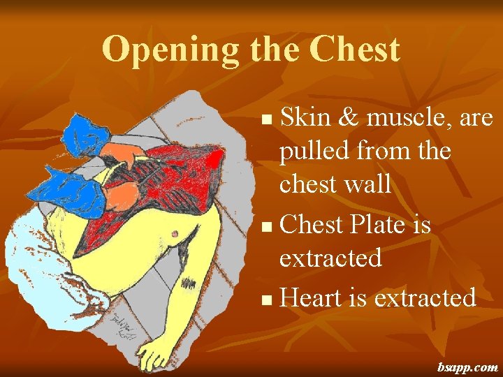 Opening the Chest Skin & muscle, are pulled from the chest wall n Chest