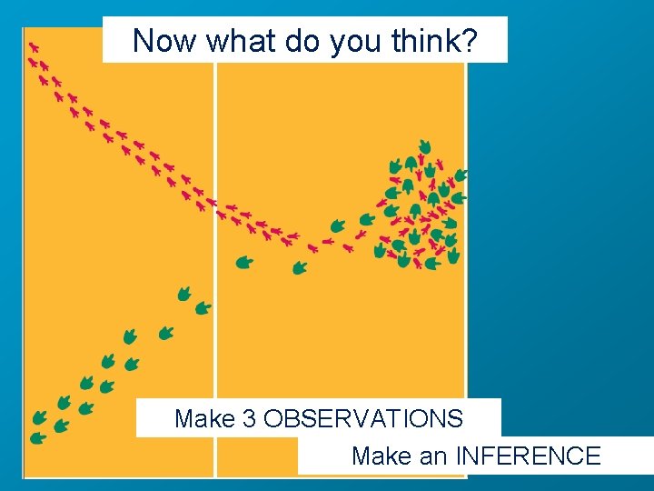 Now what do you think? Make 3 OBSERVATIONS Make an INFERENCE 