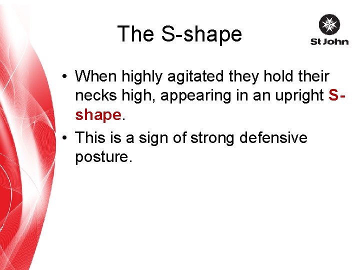 The S-shape • When highly agitated they hold their necks high, appearing in an
