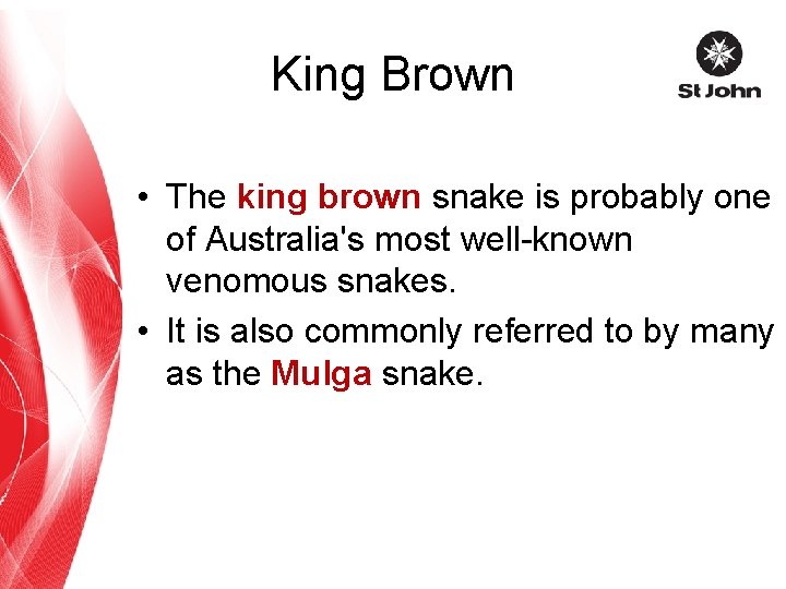 King Brown • The king brown snake is probably one of Australia's most well-known