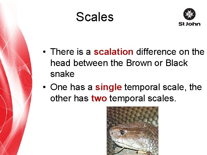 Scales • There is a scalation difference on the head between the Brown or