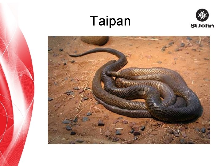 Taipan 