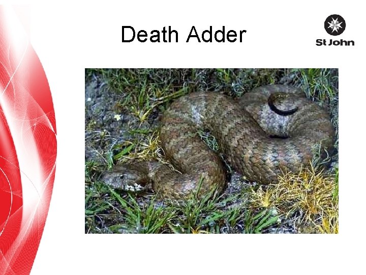 Death Adder 