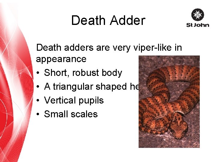 Death Adder Death adders are very viper-like in appearance • Short, robust body •