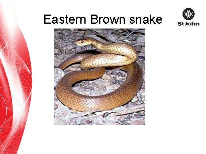 Eastern Brown snake 