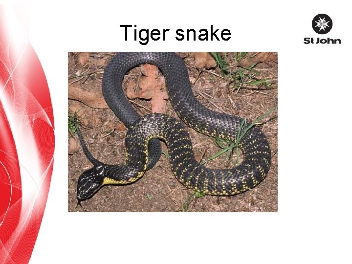 Tiger snake 