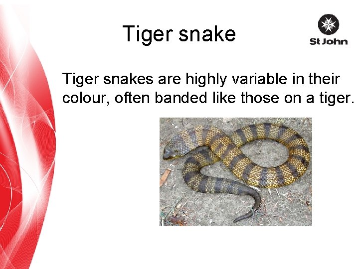 Tiger snakes are highly variable in their colour, often banded like those on a