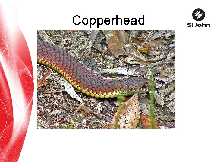 Copperhead 