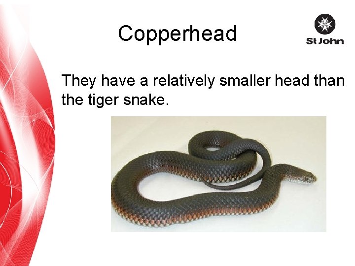 Copperhead They have a relatively smaller head than the tiger snake. 