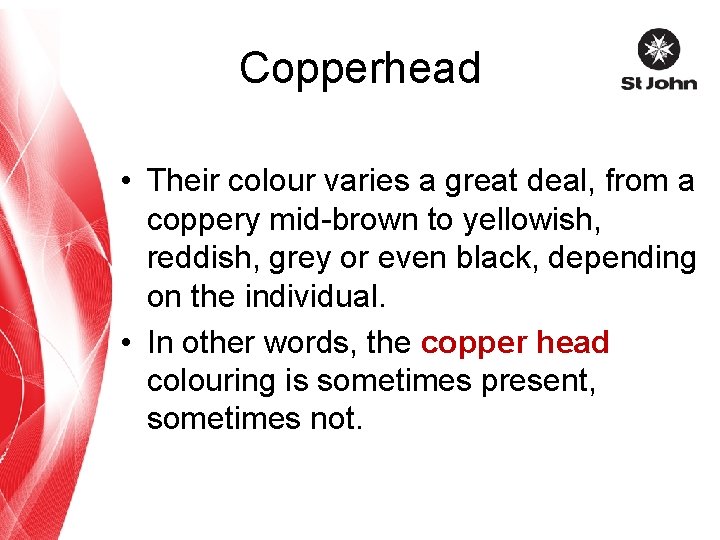 Copperhead • Their colour varies a great deal, from a coppery mid-brown to yellowish,