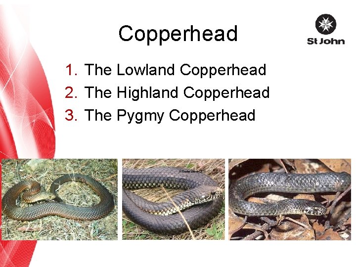 Copperhead 1. The Lowland Copperhead 2. The Highland Copperhead 3. The Pygmy Copperhead 