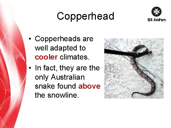 Copperhead • Copperheads are well adapted to cooler climates. • In fact, they are