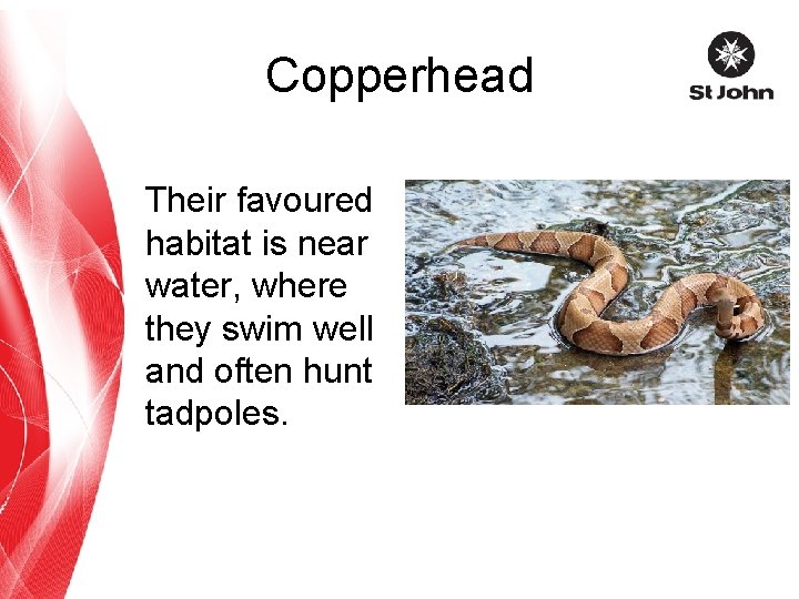 Copperhead Their favoured habitat is near water, where they swim well and often hunt