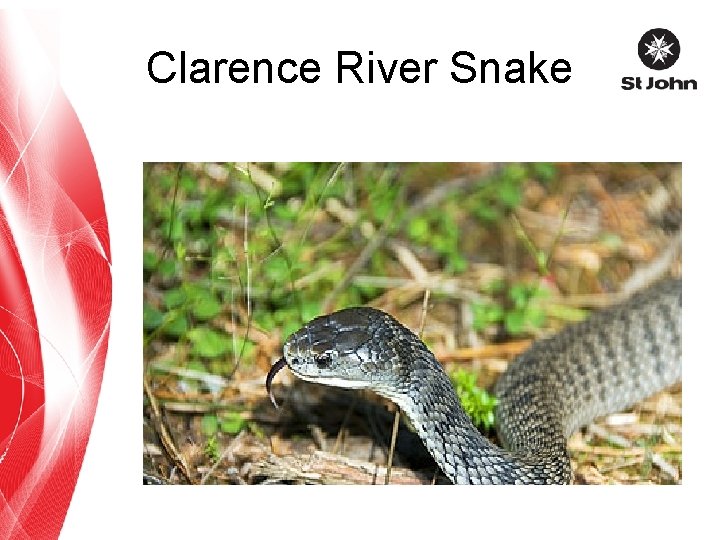 Clarence River Snake 