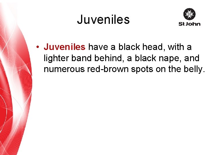 Juveniles • Juveniles have a black head, with a lighter band behind, a black