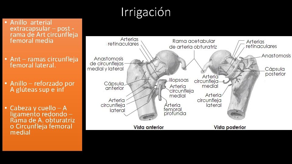  • Anillo arterial extracapsular – post rama de Art circunfleja femoral media •