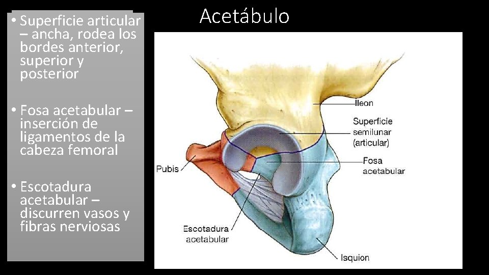 Forma de copa – • • Superficie articular conrodea cabeza los –Articula ancha, femoral