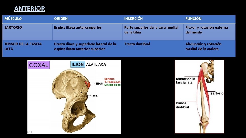 ANTERIOR MÚSCULO ORIGEN INSERCIÓN FUNCIÓN SARTORIO Espina iliaca anterosuperior Parte superior de la cara