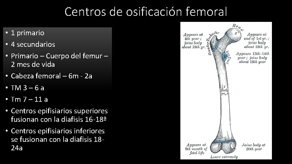Centros de osificación femoral • 1 primario • 4 secundarios • Primario – Cuerpo