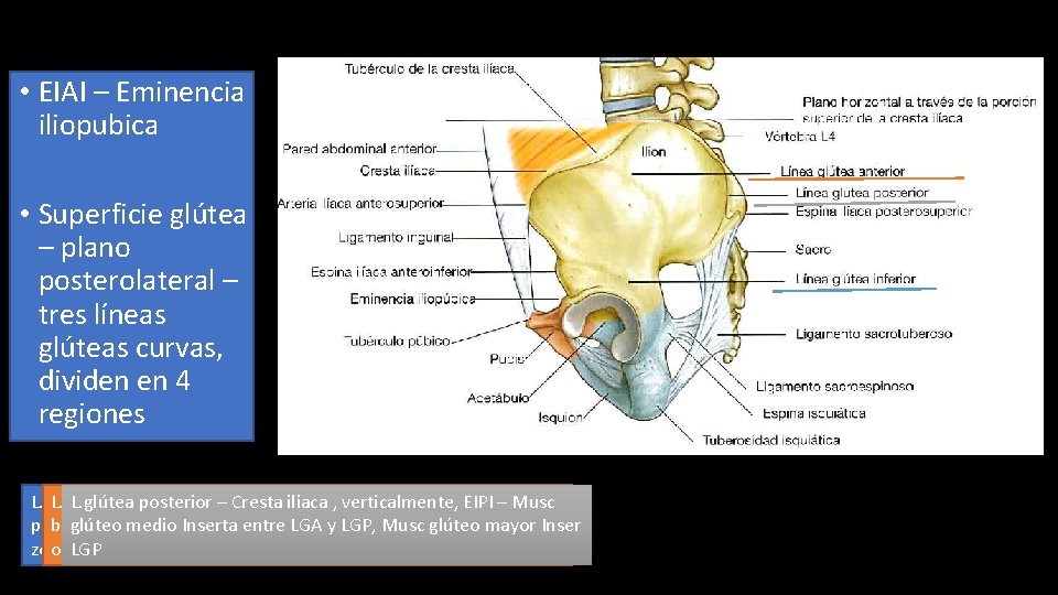  • EIAI – Eminencia iliopubica • Superficie glútea – plano posterolateral – tres