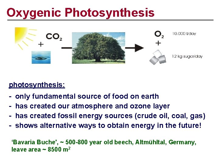 Oxygenic Photosynthesis photosynthesis: - only fundamental source of food on earth has created our
