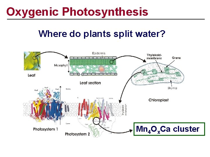 Oxygenic Photosynthesis Where do plants split water? Mn 4 Ox. Ca cluster 