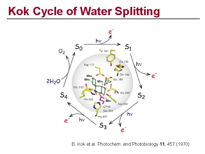 Kok Cycle of Water Splitting B. Kok et al. Photochem. and Photobiology 11, 457