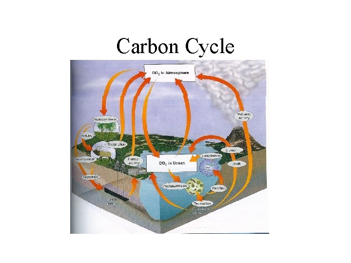 Carbon Cycle 