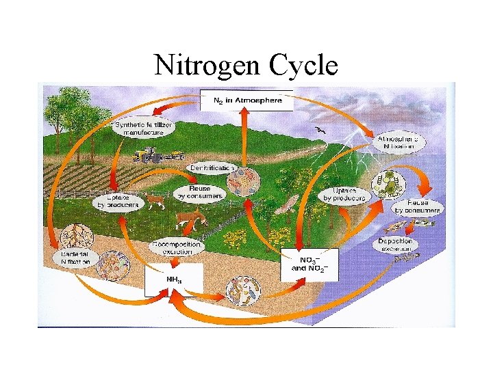 Nitrogen Cycle 