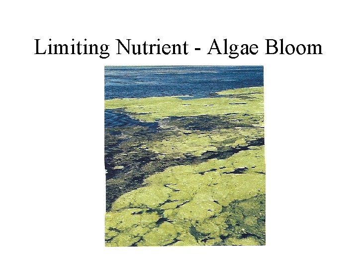 Limiting Nutrient - Algae Bloom 