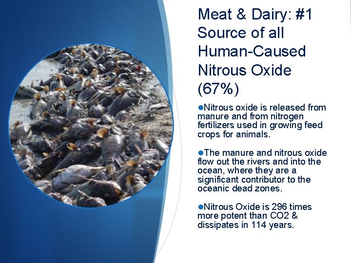 Meat & Dairy: #1 Source of all Human-Caused Nitrous Oxide (67%) Nitrous oxide is
