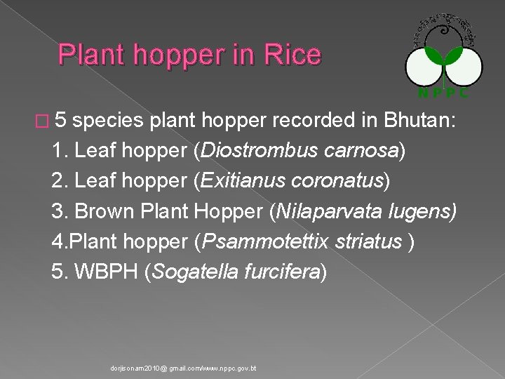 Plant hopper in Rice � 5 species plant hopper recorded in Bhutan: 1. Leaf