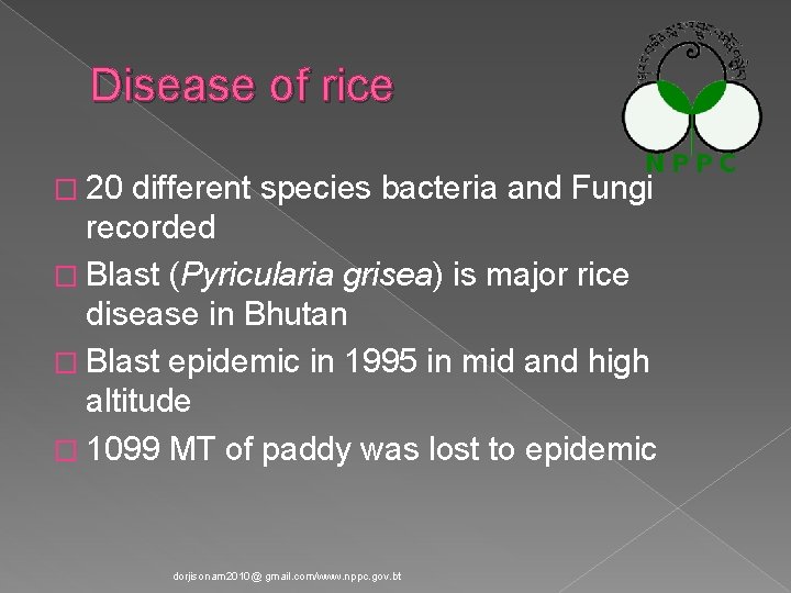 Disease of rice � 20 different species bacteria and Fungi recorded � Blast (Pyricularia