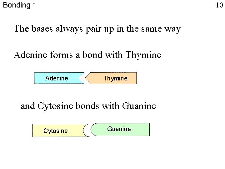 Bonding 1 10 The bases always pair up in the same way Adenine forms