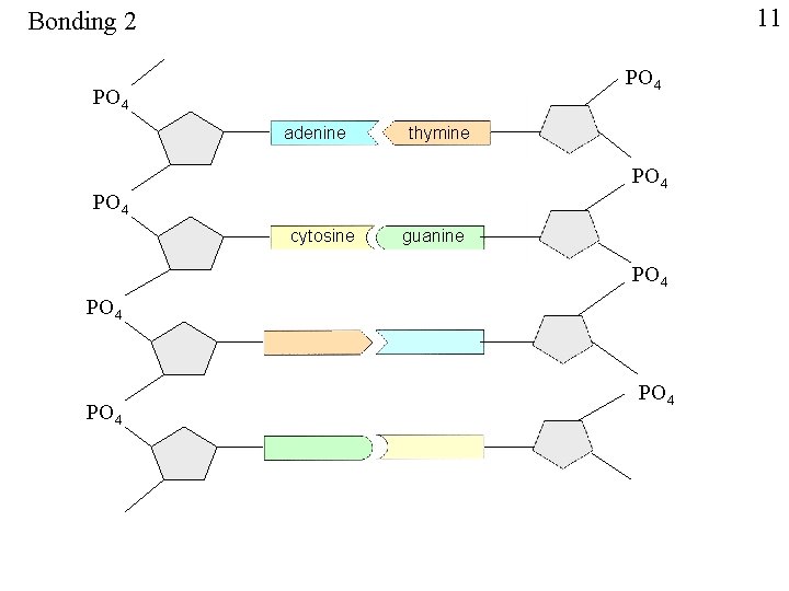 11 Bonding 2 PO 4 adenine thymine PO 4 cytosine guanine PO 4 