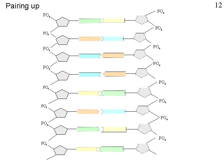 Pairing up PO 4 PO 4 PO 4 PO 4 12 