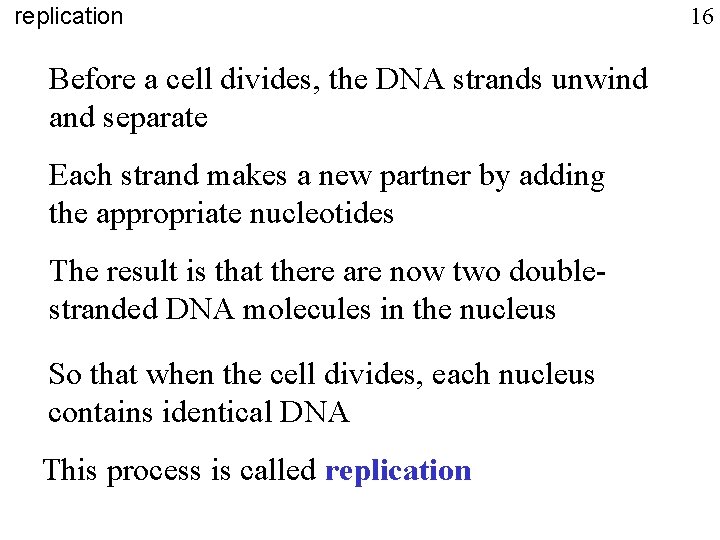 replication Before a cell divides, the DNA strands unwind and separate Each strand makes