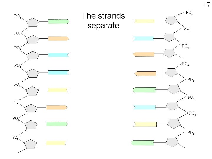 17 PO 4 The strands separate PO 4 PO 4 PO 4 PO 4