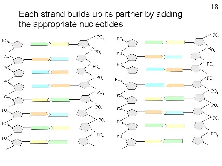 Each strand builds up its partner by adding the appropriate nucleotides PO 4 PO