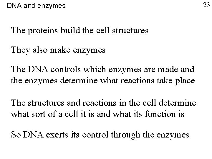 DNA and enzymes The proteins build the cell structures They also make enzymes The