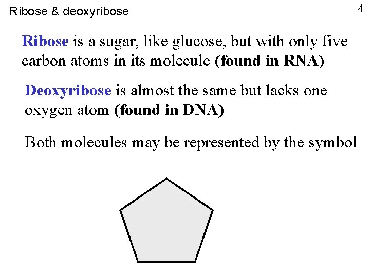 Ribose & deoxyribose Ribose is a sugar, like glucose, but with only five carbon