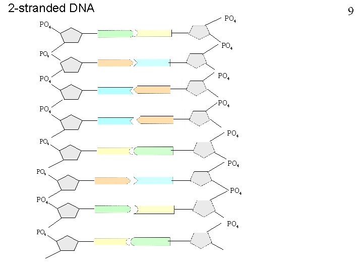 2 -stranded DNA PO 4 PO 4 PO 4 PO 4 9 