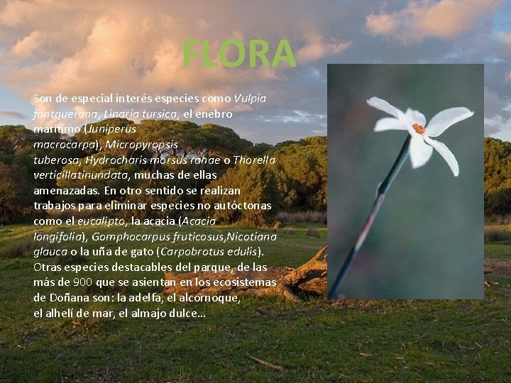 FLORA Son de especial interés especies como Vulpia fontquerana, Linaria tursica, el enebro marítimo
