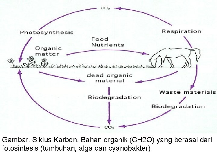 Gambar. Siklus Karbon. Bahan organik (CH 2 O) yang berasal dari fotosintesis (tumbuhan, alga